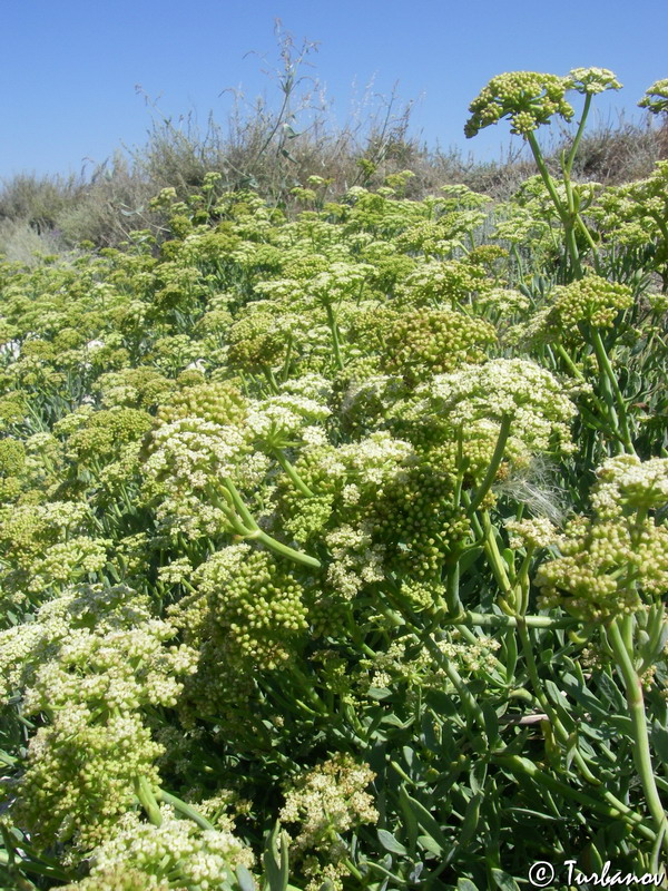 Image of Crithmum maritimum specimen.