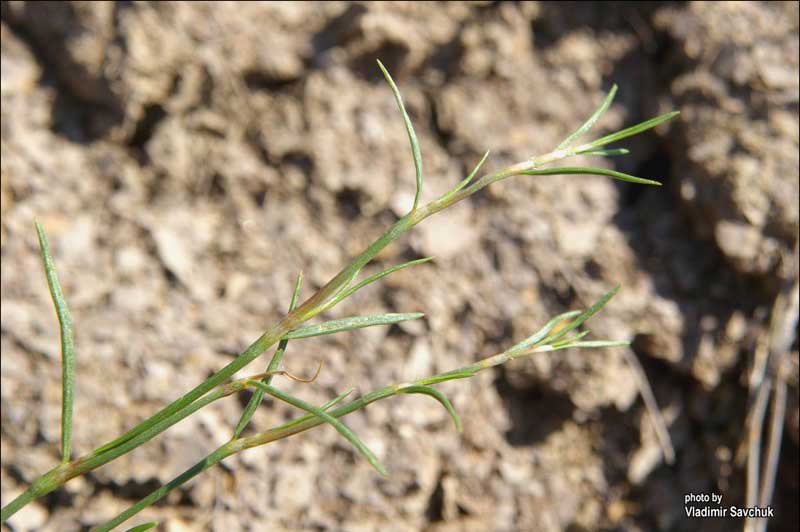 Image of Polygonum salsugineum specimen.