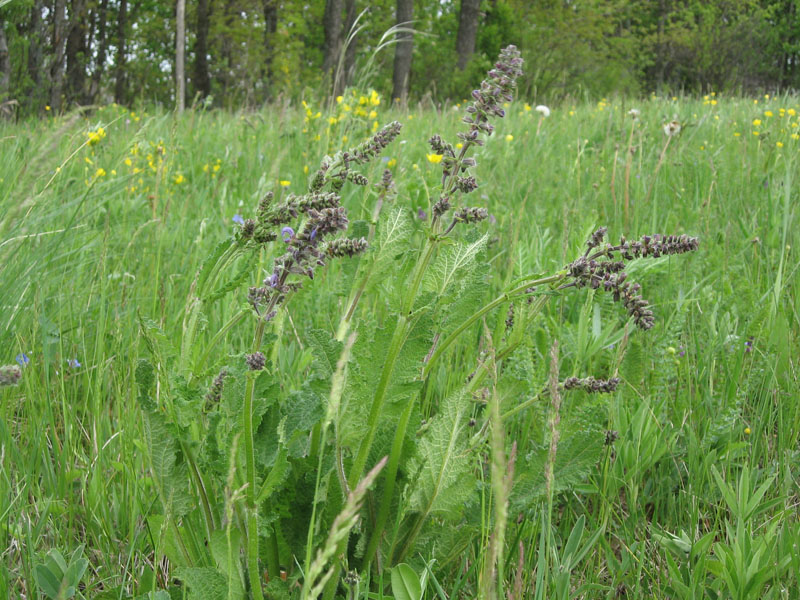 Изображение особи Salvia pratensis.