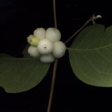 Symphoricarpos albus var. laevigatus