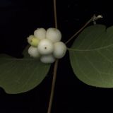 Symphoricarpos albus variety laevigatus. Часть побега со зрелыми плодами. Курская обл., г. Железногорск, в посадке. 25 сентября 2009 г.