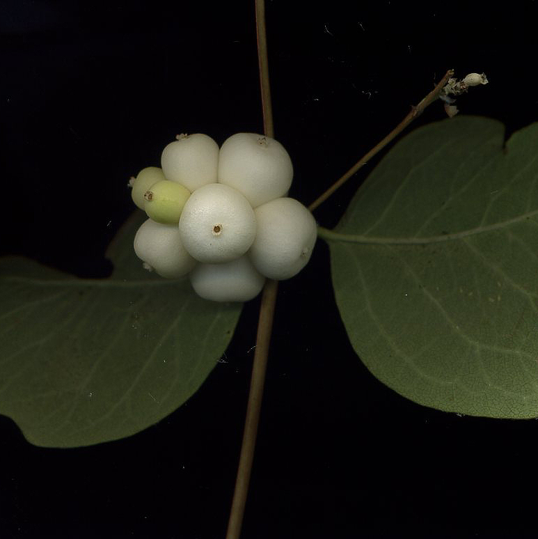 Изображение особи Symphoricarpos albus var. laevigatus.