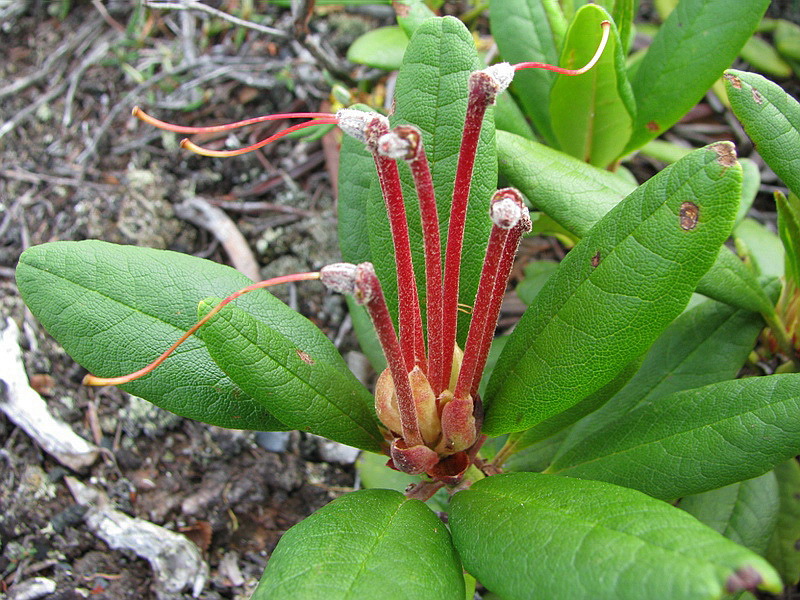 Изображение особи Rhododendron aureum.