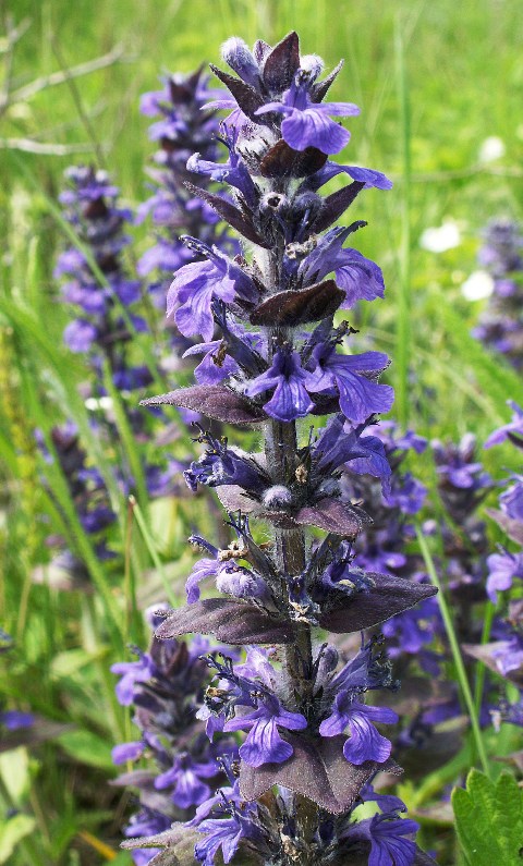 Image of Ajuga genevensis specimen.