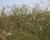 Bromus arvensis