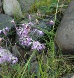 Dianthus superbus