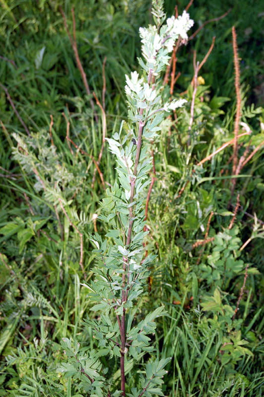 Изображение особи Thalictrum simplex.