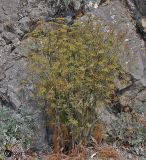 Foeniculum vulgare