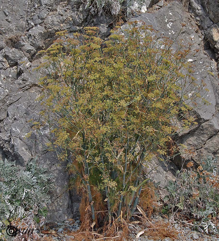 Image of Foeniculum vulgare specimen.