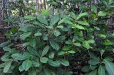 Actephila excelsa. Плодоносящие растения. Андаманские острова, остров Лонг, влажный тропический лес. 06.01.2015.