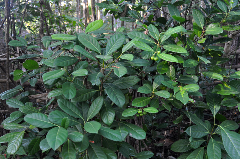 Image of Actephila excelsa specimen.