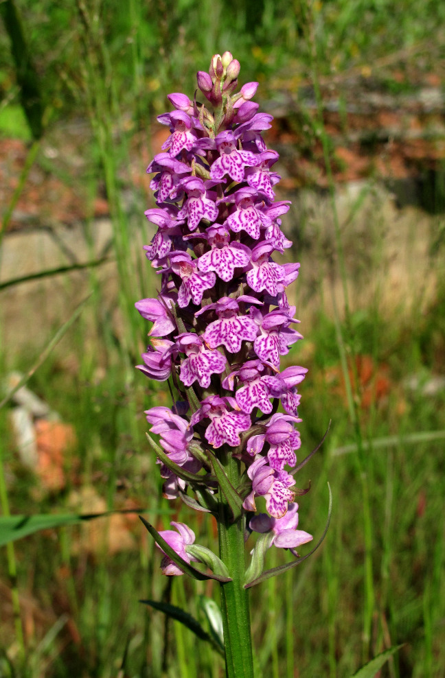 Image of Dactylorhiza baltica specimen.