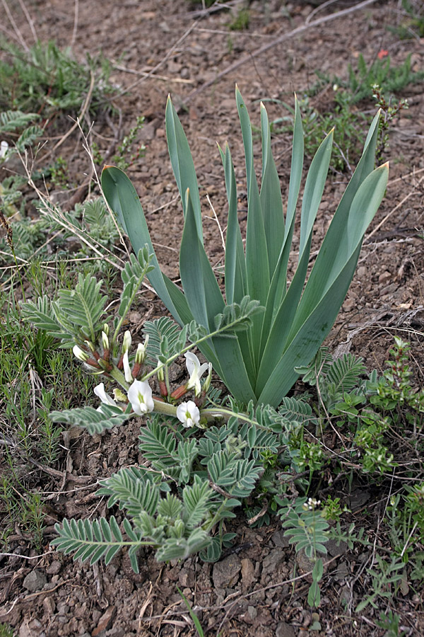 Image of Astragalus nucifer specimen.