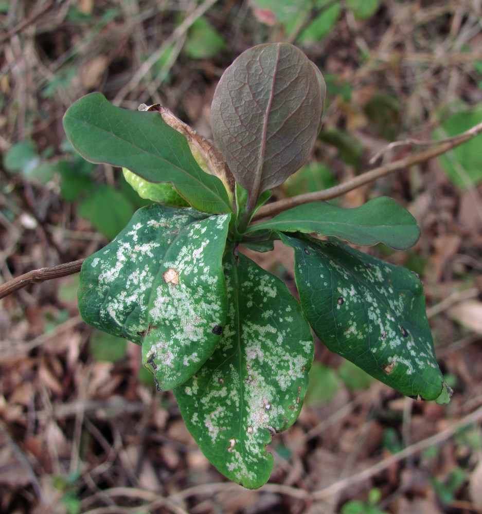 Изображение особи Lonicera caprifolium.