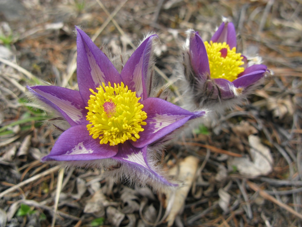 Изображение особи Pulsatilla patens.