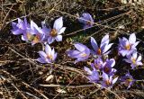 Crocus pallasii. Цветущие растения в петрофитной степи с кормящимся бражником языканом - Macroglossum stellatarum (Linnaeus, 1758). Крым, Севастополь, Караньское плато. 25.10.2014.