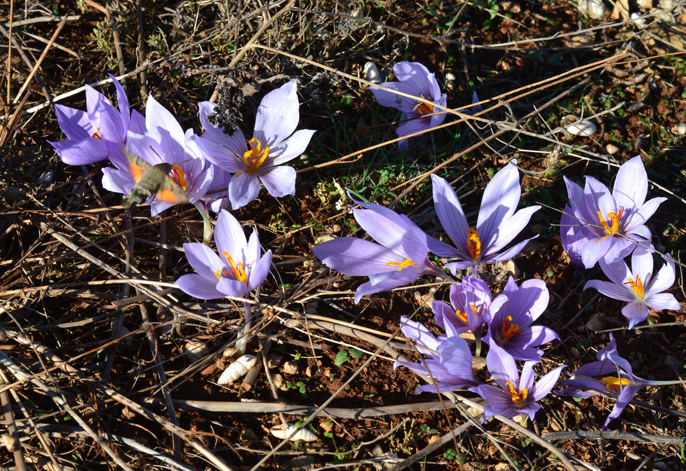 Изображение особи Crocus pallasii.