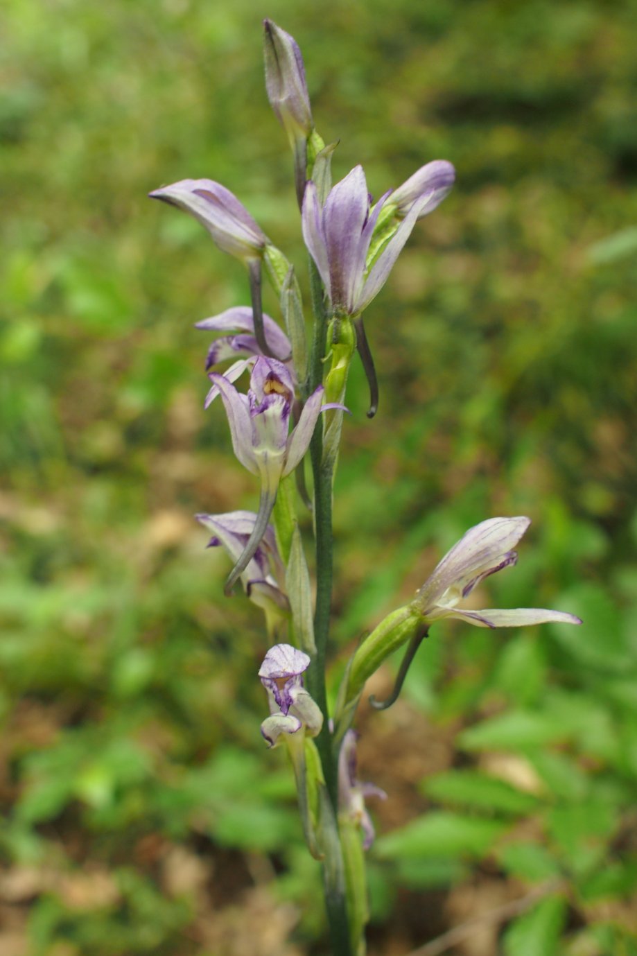 Image of Limodorum abortivum specimen.