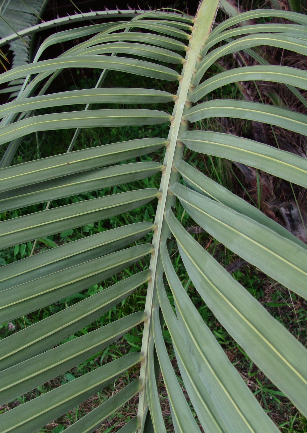 Изображение особи Butia capitata.