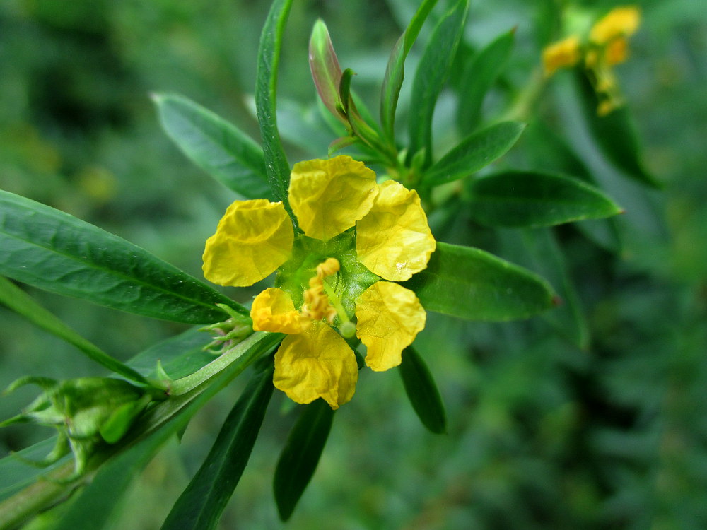 Изображение особи Heimia salicifolia.