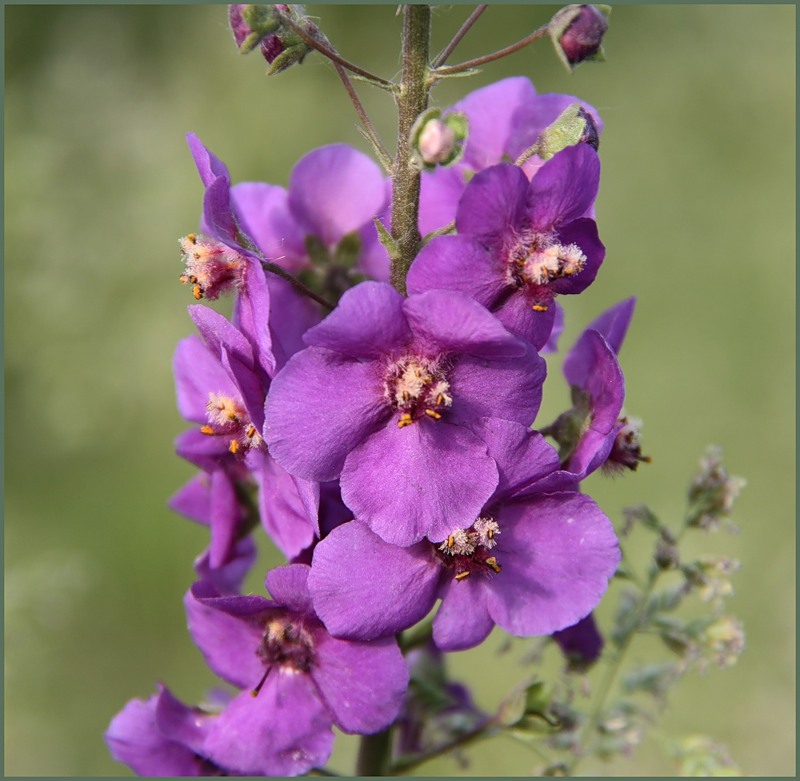 Image of Verbascum phoeniceum specimen.