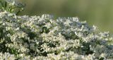 Nitraria sibirica. Фрагмент \"поверхности\" кустарника в цвету. Алтайский край, Благовещенский р-н; Центральная Кулунда, восточный борт котловины оз. Кучукское, в 2.5 км к югу от устья р. Кучук, переработанная ложбина древнего устья; полугидроморфный комплексный солончак. 13 июня 2015 г.