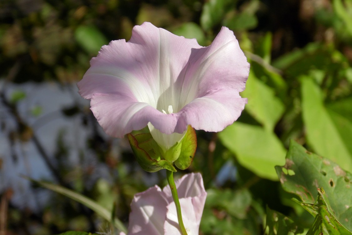 Image of Calystegia spectabilis specimen.