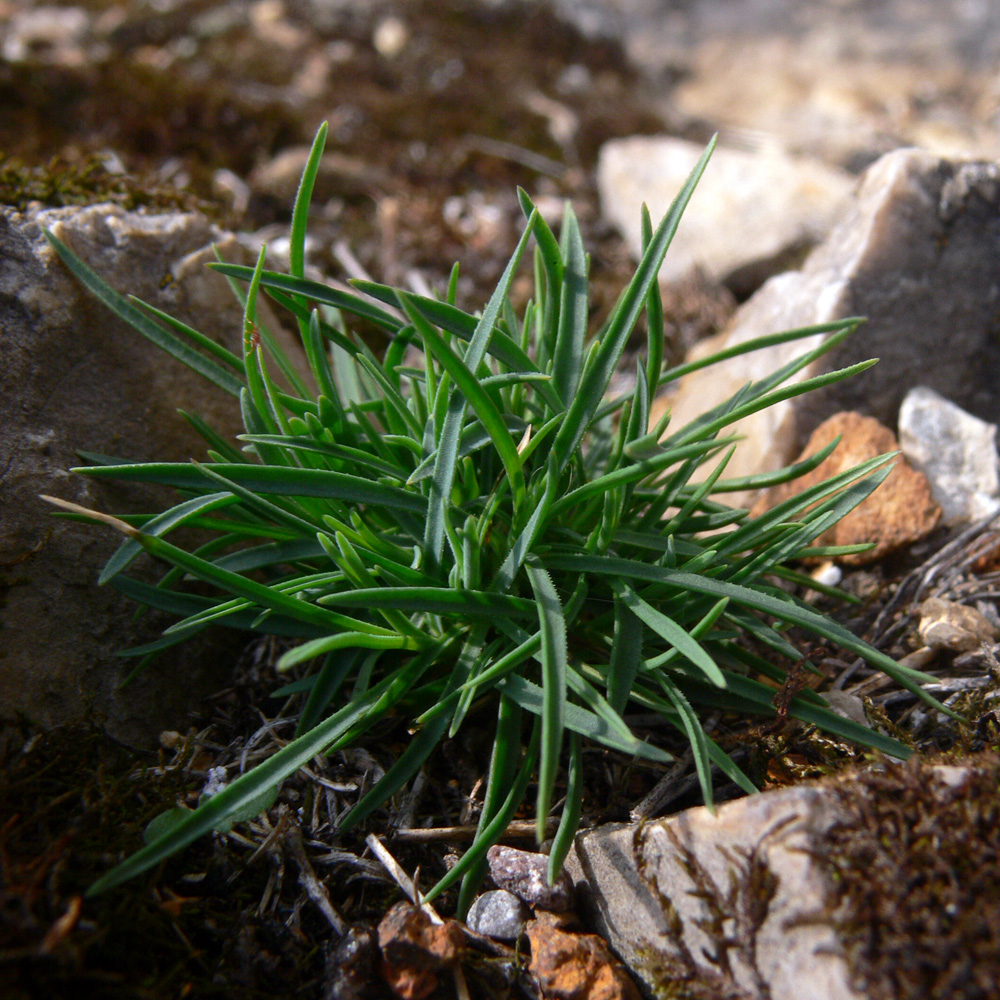 Изображение особи Dianthus acicularis.