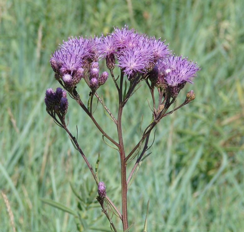 Image of Saussurea amara specimen.