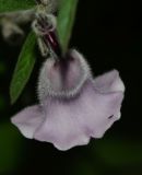 Image of taxon representative. Author is Татьяна Мальчинская