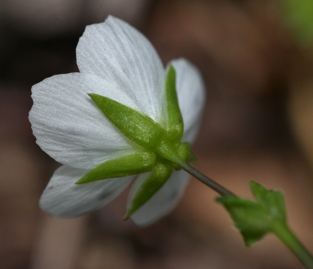 Image of Pseudostellaria rigida specimen.