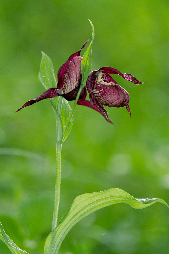 Image of Cypripedium × ventricosum specimen.