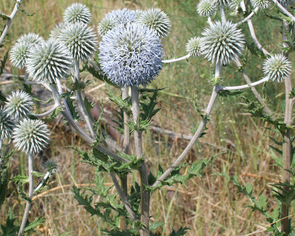 Image of Echinops sphaerocephalus specimen.