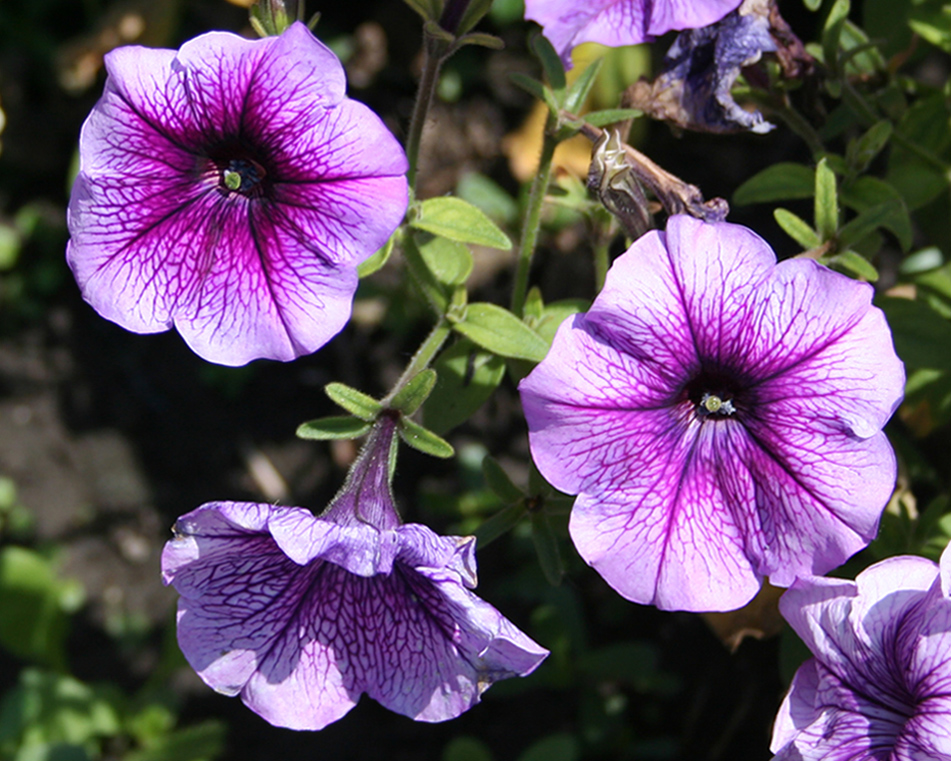 Изображение особи Petunia × atkinsiana.