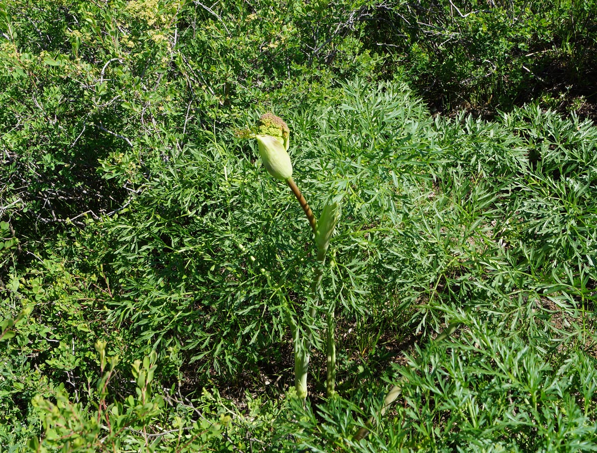 Изображение особи Ferula songarica.