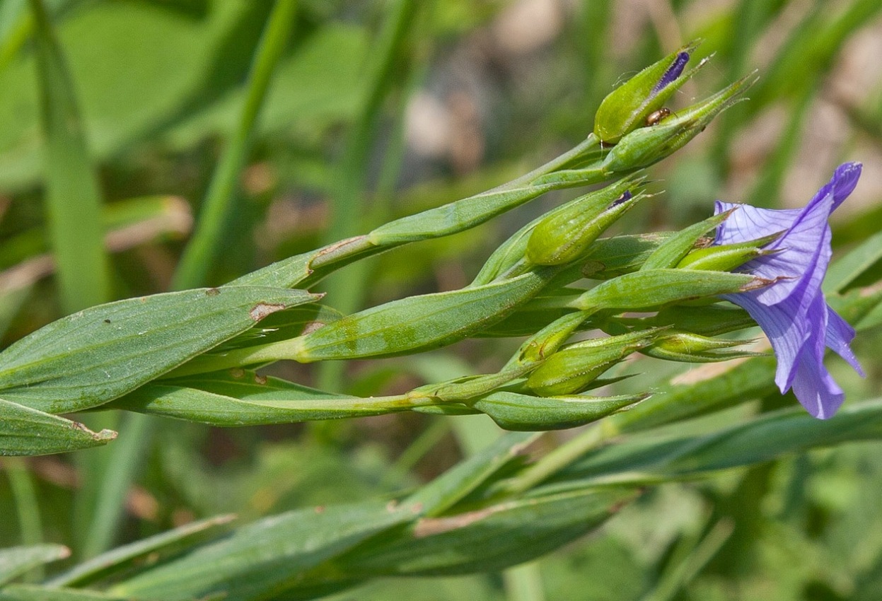 Изображение особи Linum nervosum.