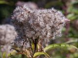 Eupatorium cannabinum. Соплодие. Ленинградская обл., Ломоносовский р-н, у дер. Мал. Забородье, сыроватый крупнотравный луг. 20.09.2015.