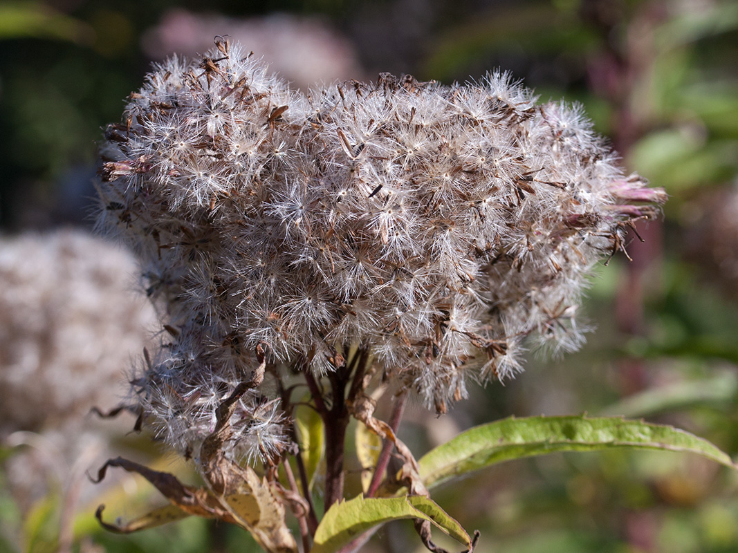 Image of Eupatorium cannabinum specimen.