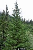 Picea variety coerulea