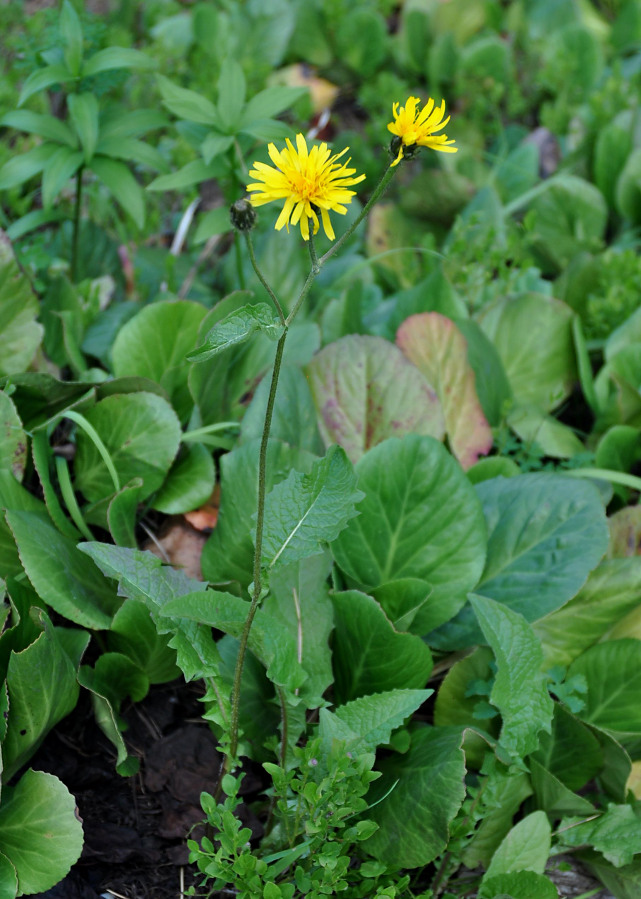 Image of Crepis sibirica specimen.