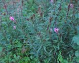 Gaura lindheimeri