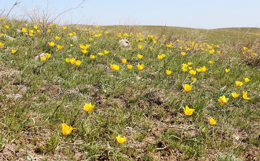 Изображение особи Tulipa kolpakowskiana.