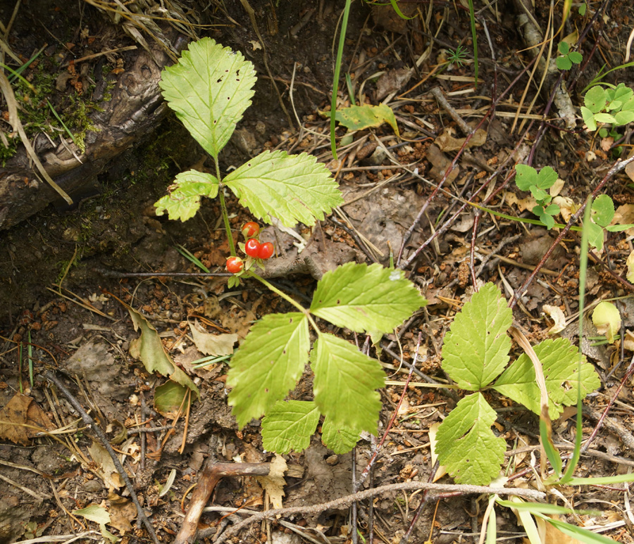 Изображение особи Rubus saxatilis.