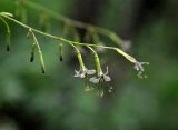 Prenanthes tatarinowii