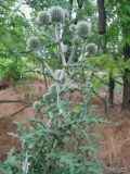 Echinops sphaerocephalus. Верхушка растения в стадии бутонизации. Ростовская обл., Аксайский р-н, долина р. Тузлов, лесополоса. Июнь 2014 г.