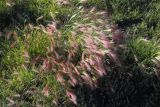 Hordeum jubatum. Цветущее растение. Чукотка, Билибинский р-н, пос. Встречный. 25.07.2011.