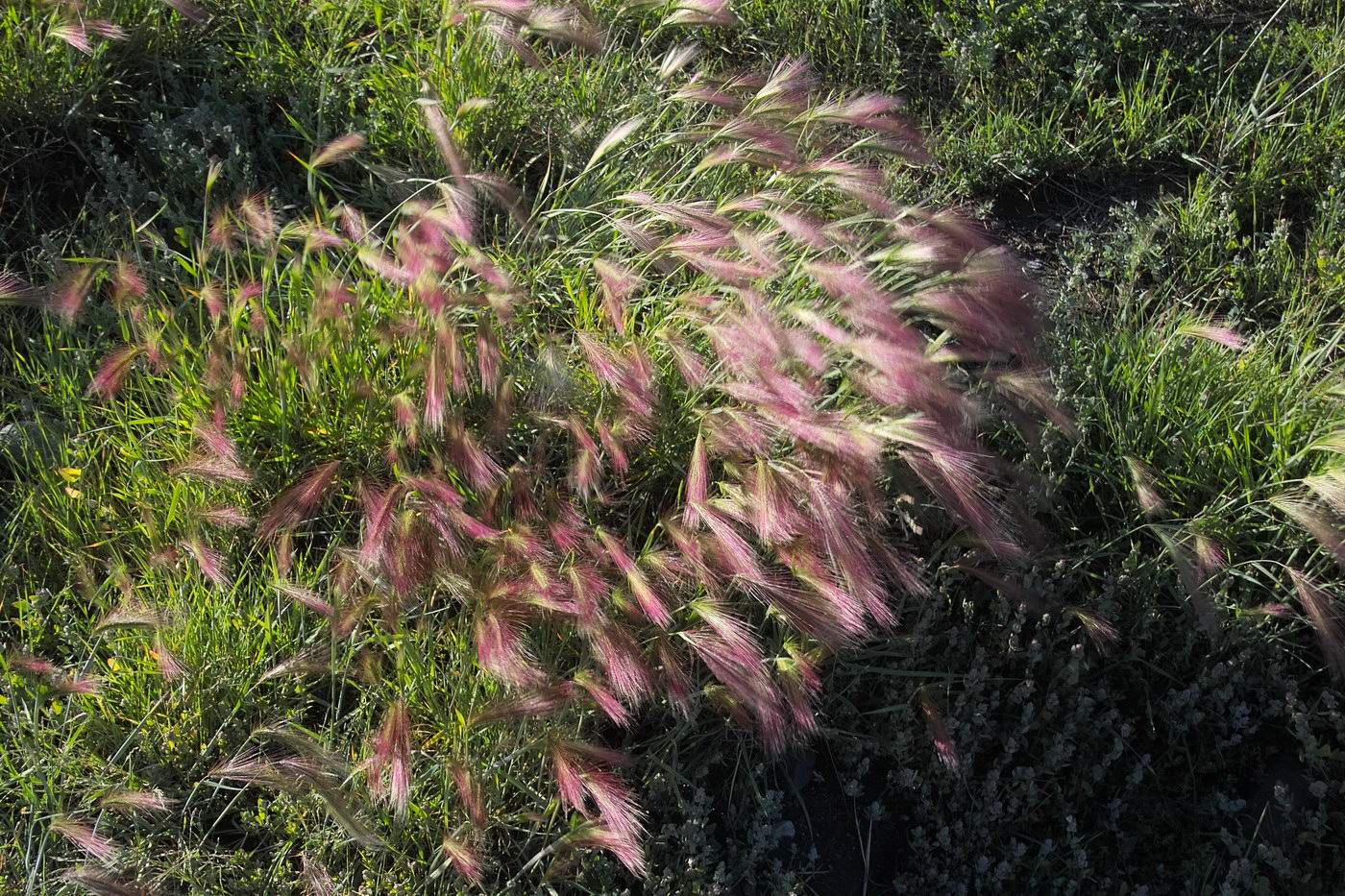 Image of Hordeum jubatum specimen.