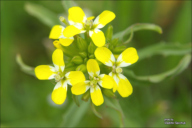 Image of Erysimum repandum specimen.