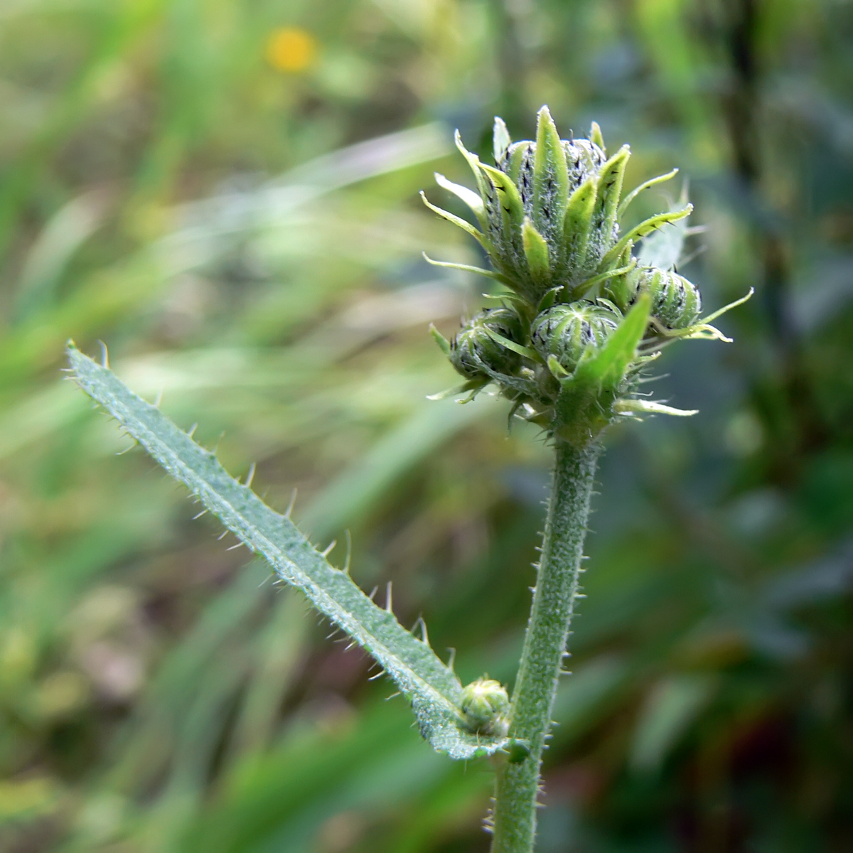 Image of Picris hieracioides specimen.