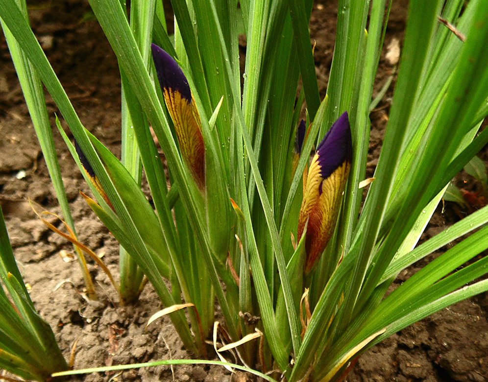 Image of Iris pontica specimen.